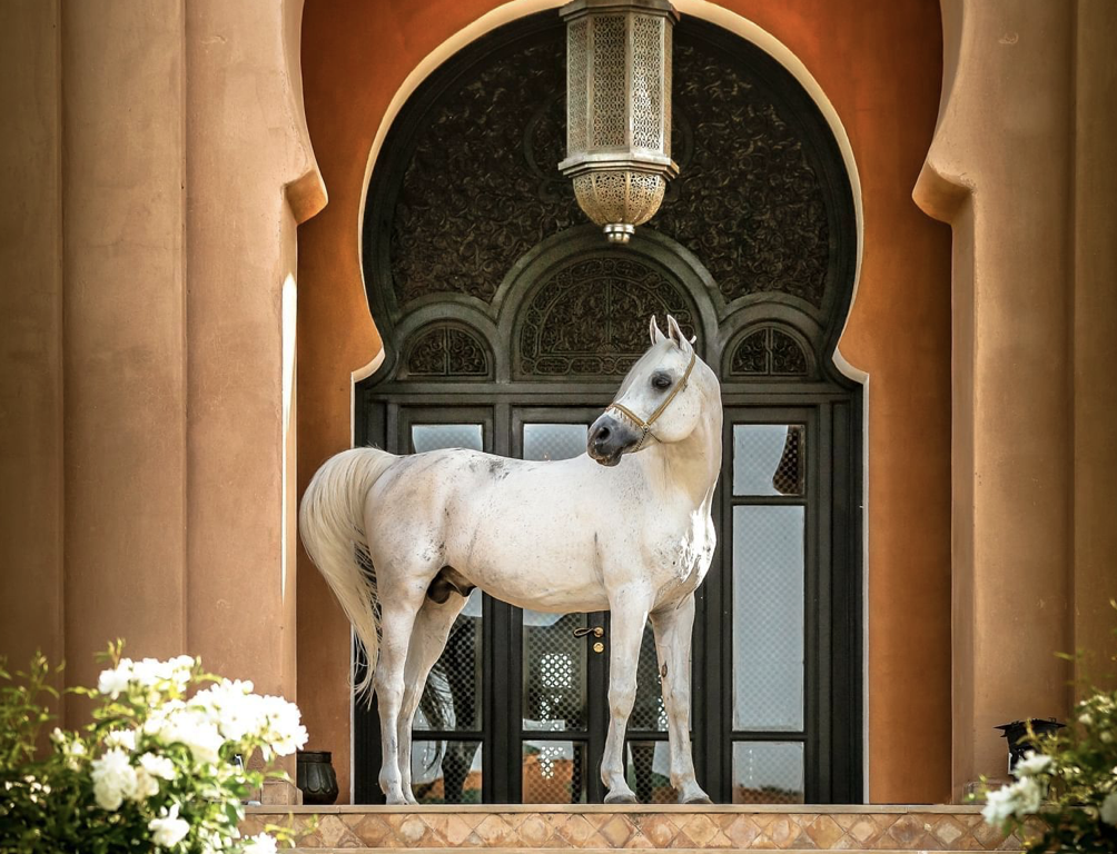 Day 4 Arabian Horses and Spa
