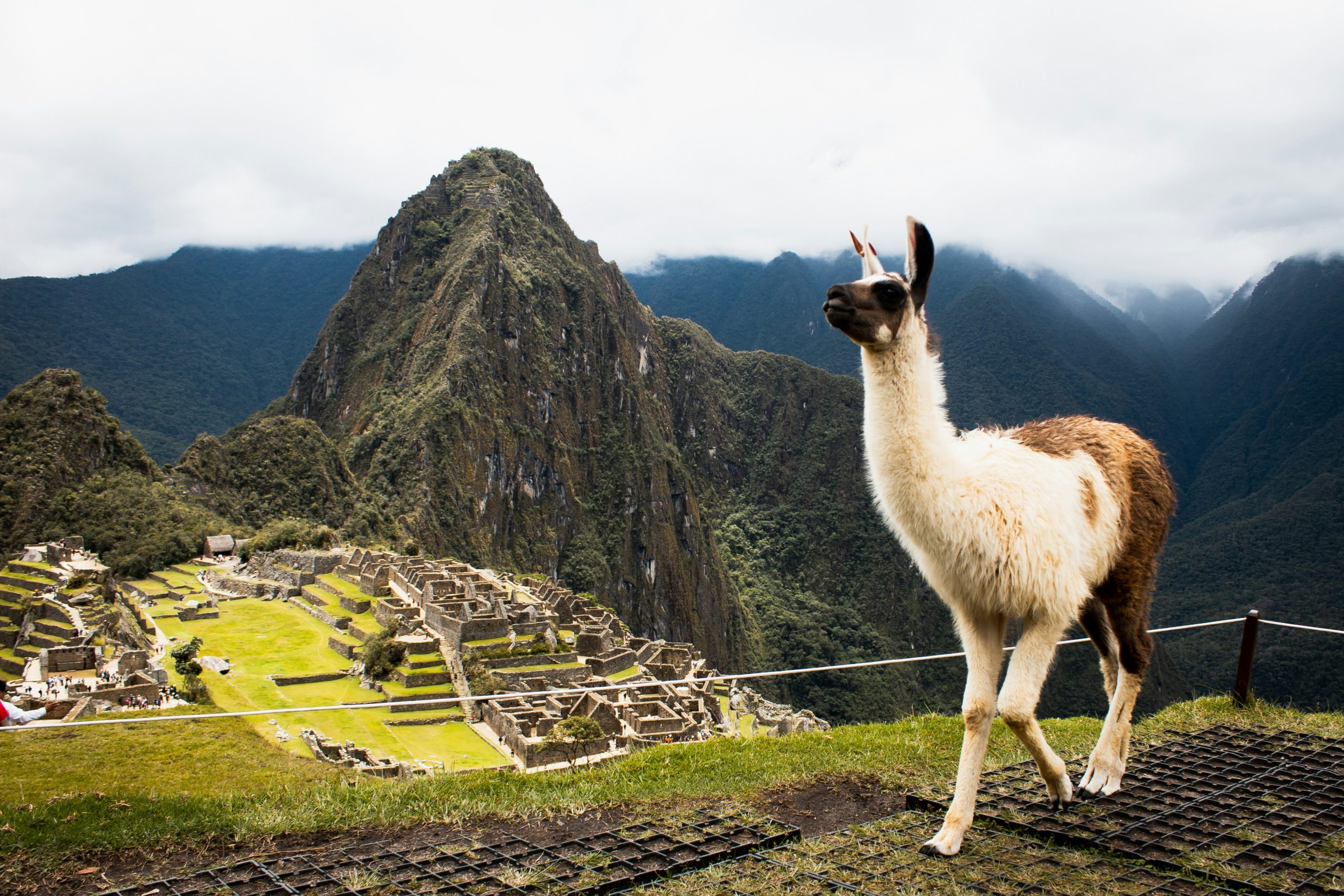 Sacred Valley Alpaca