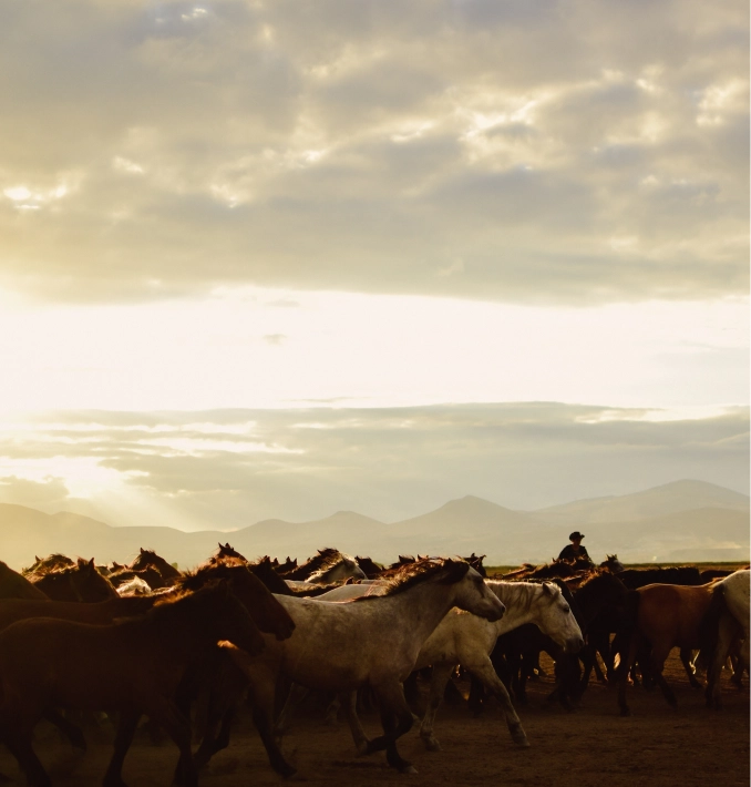 https://vabeau.crea8ivedev.com/wp-content/uploads/2026/05/cow-image-2.webp