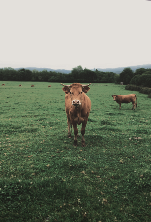 https://vabeau.crea8ivedev.com/wp-content/uploads/2026/05/cow-image.webp