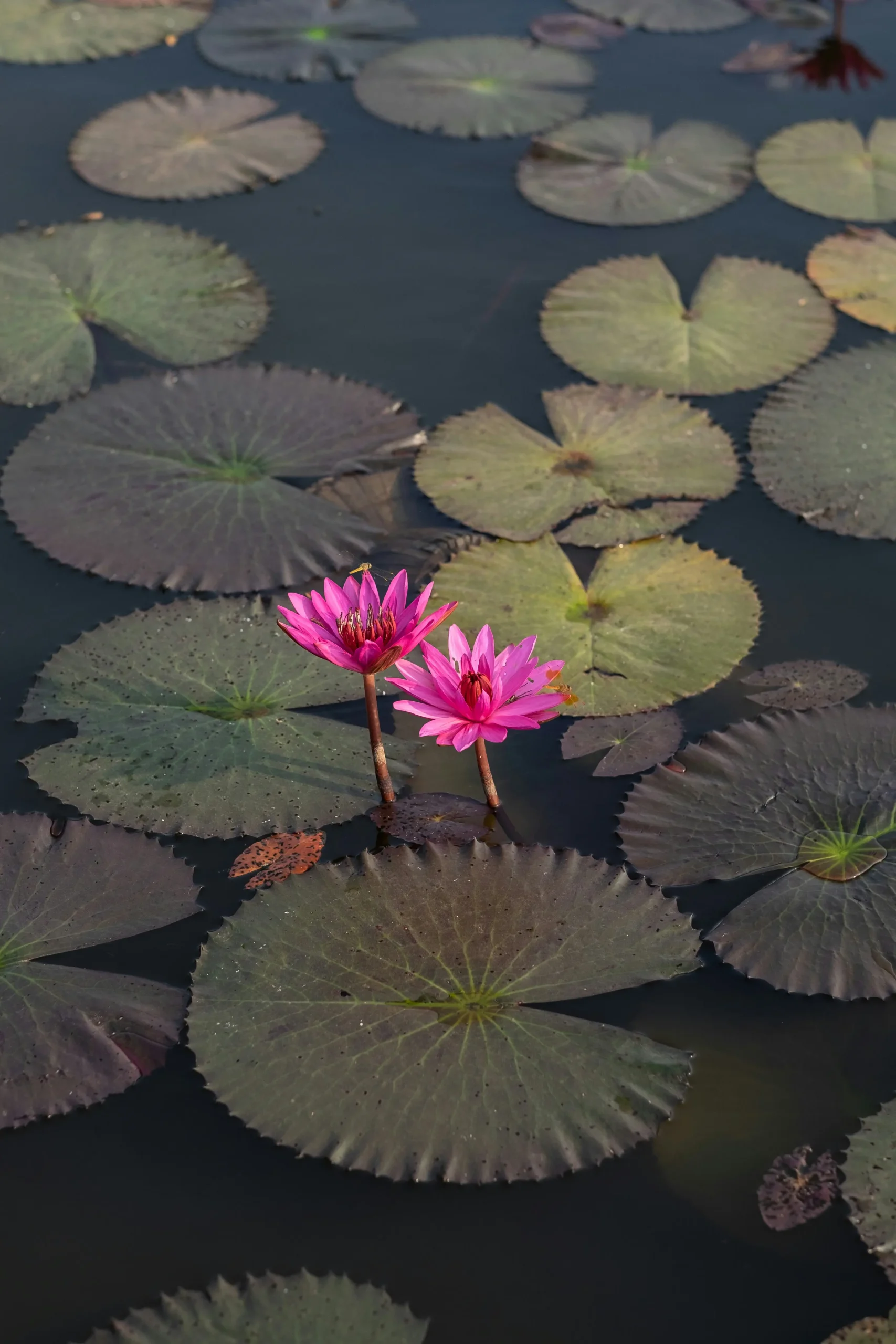 https://vabeau.crea8ivedev.com/wp-content/uploads/2026/05/stanley-semilla-uW978r7By0Q-unsplash-scaled.webp
