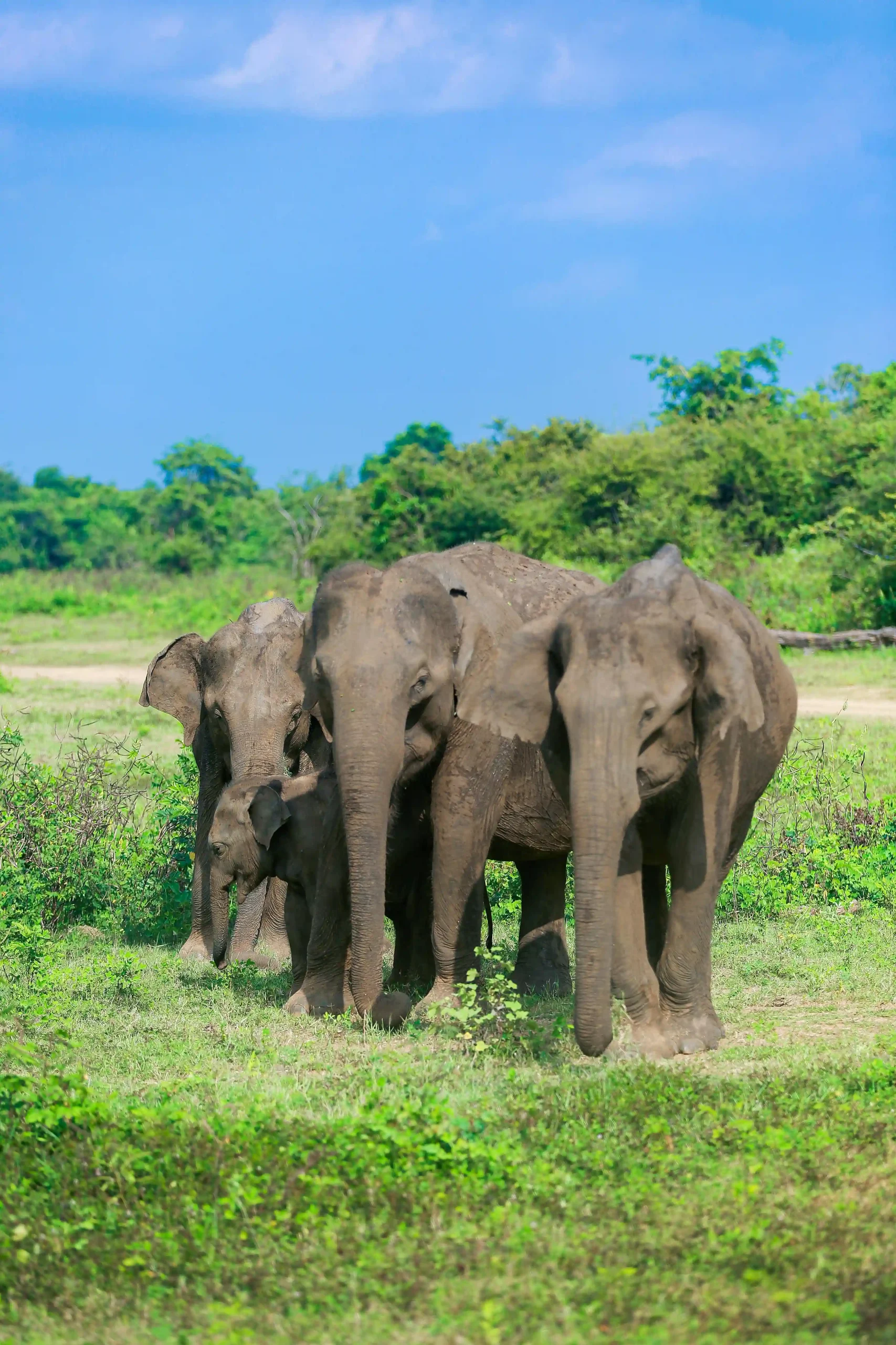 https://vabeau.crea8ivedev.com/wp-content/uploads/2026/06/Lanka-1-scaled.webp