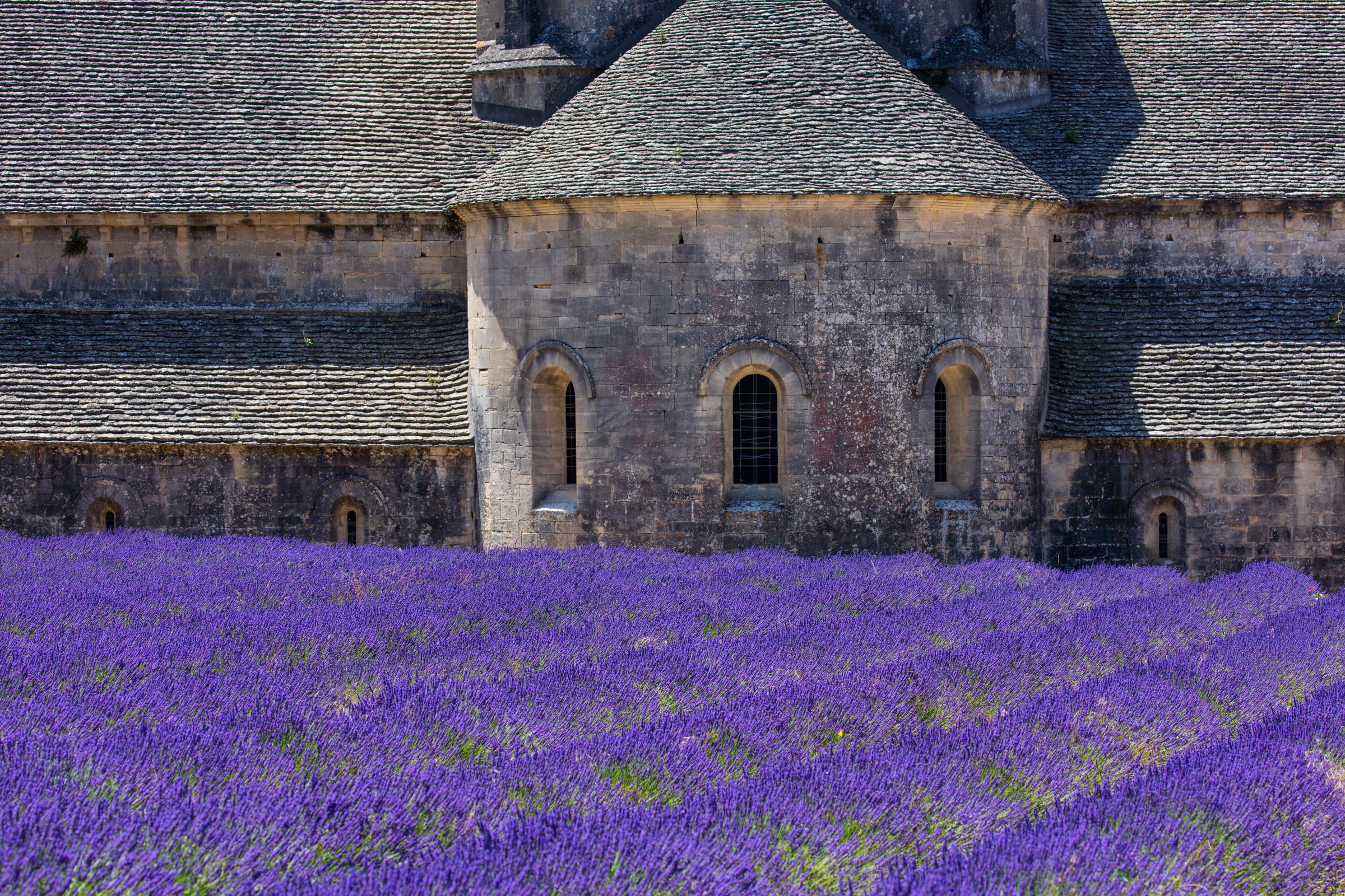Lavender fields in front of a stone abbey in the Luberon, Provence